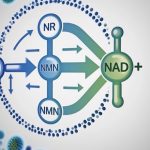b3-niacine-nmn-nad+-nr