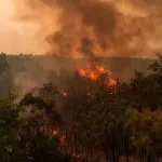 incendies de forêt