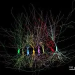cerveau-neurons