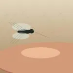 Moustique attiré par la chaleur, le CO2 et les odeurs de la peau