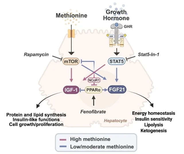 Schéma des voies proposées par lesquelles la méthionine influence les niveaux hormonaux