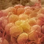 Un régime a aidé des souris âgées à perdre de la graisse tout en préservant le muscle
