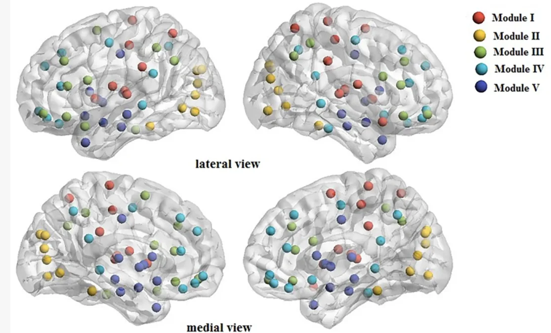 Cinq structures modulaires des réseaux fonctionnels du cerveau, vues latérale et médiale