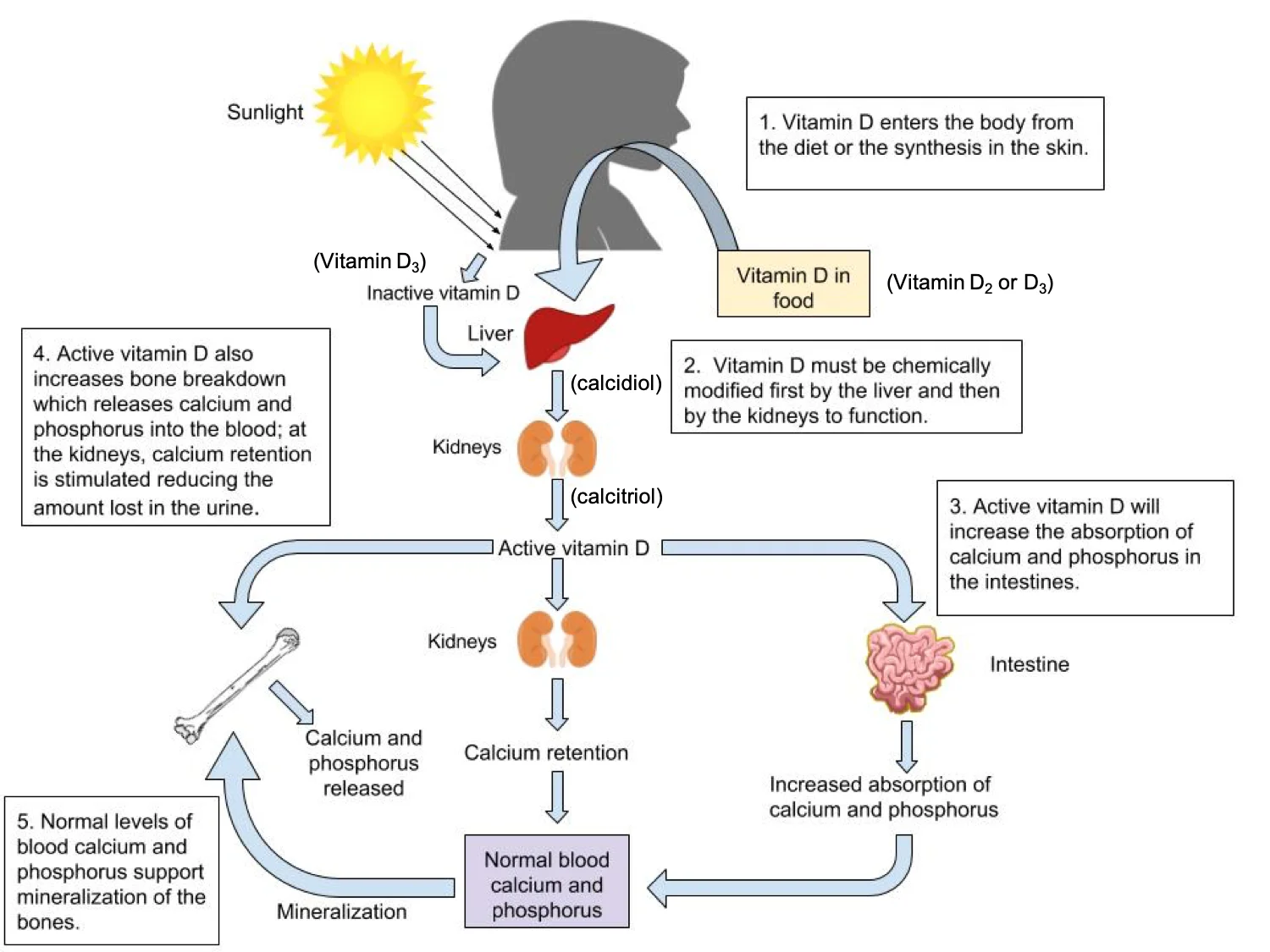 Parcours de la vitamine D dans l'organisme