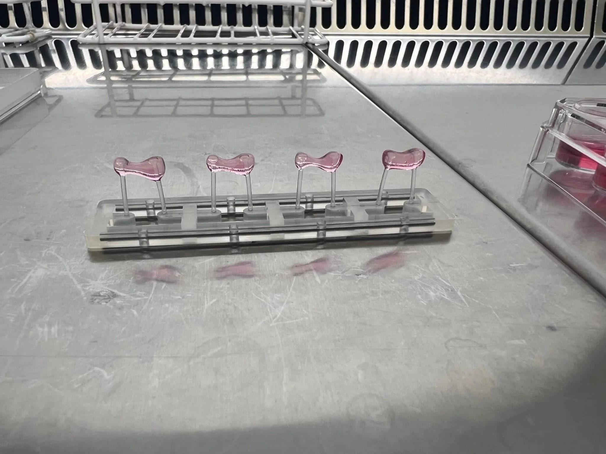 Tissus cardiaques conçus en laboratoire