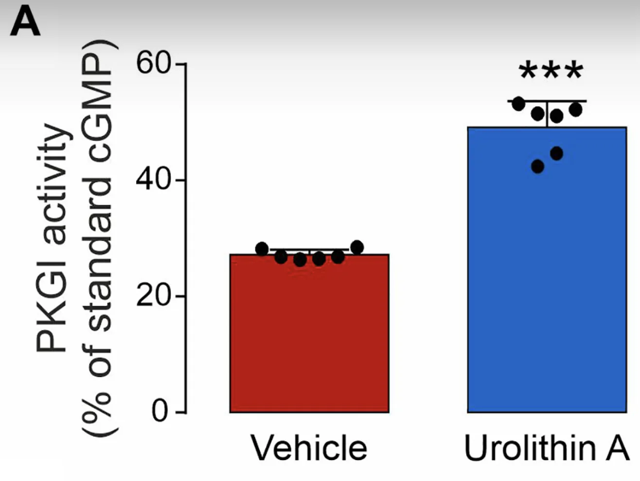 Activité de la PKGIα avec l'urolithine A